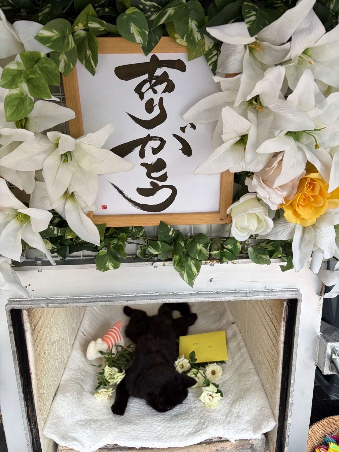 愛猫が亡くなりました