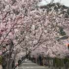 桜を見に行きました〜